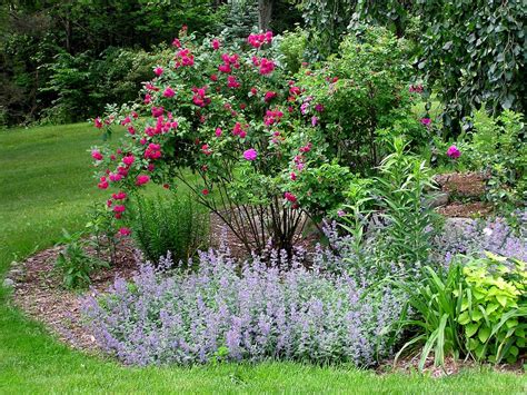 plants that complement roses