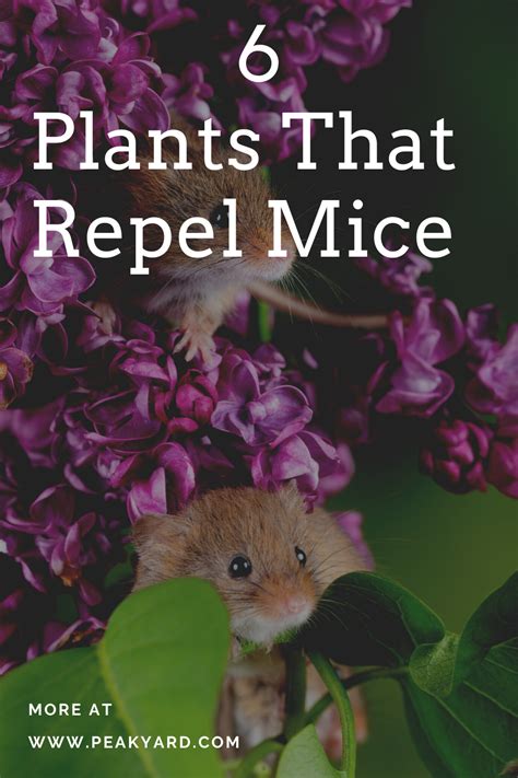 4 Plants to Keep Mice From Invading Your Yard and Home The Practical