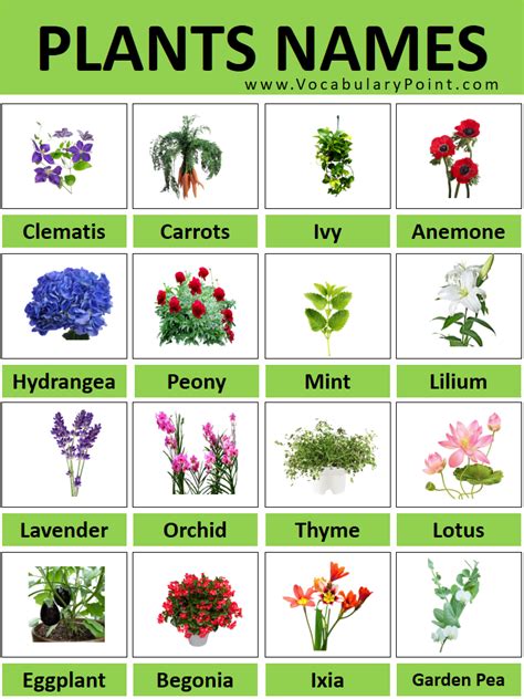 Plants That Grow Rapidly On Their Own Are Called