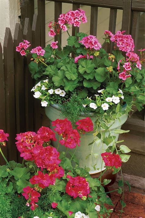 plants that grow well with geraniums