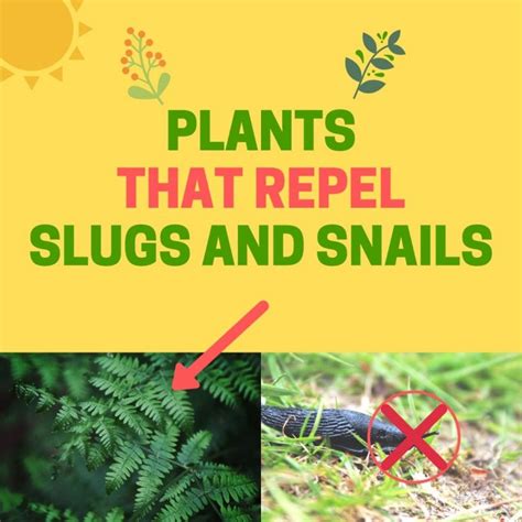 Plants That Repel Slugs And Snails