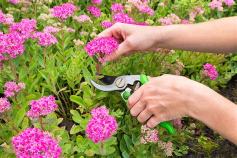 Quiet CornerPerennial Plants to Cut Back or Prune in the Fall Quiet