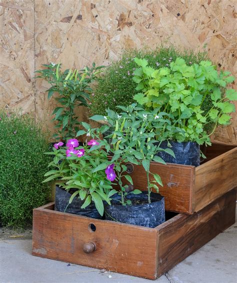 Plants To Grow Around Decking