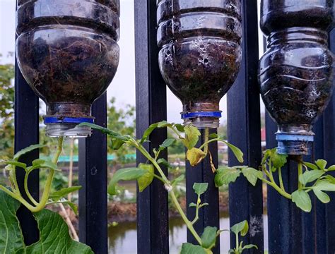 Upside Down Gardening Upside down plants, Small plants, Growing plants