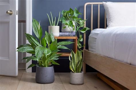 Plants To Keep Inside Bedroom