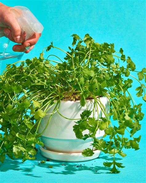 How to Grow Cilantro/Coriander