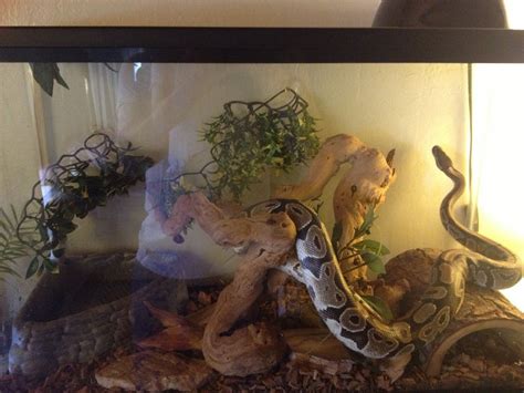 Plants To Put In Ball Python Cage