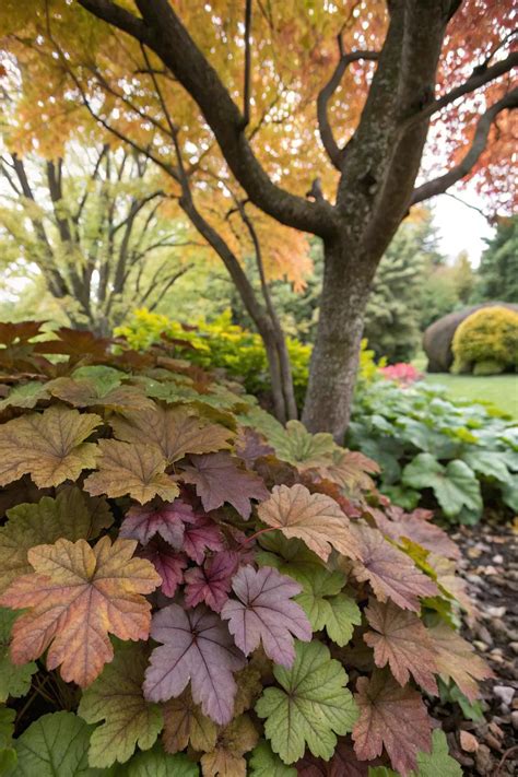 Plants Under Maple Trees