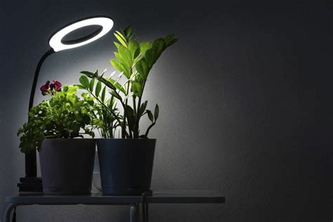 Plants With Artificial Light