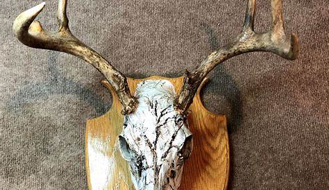 Plaque Mount Deer 11030 N Whitetail Antler Taxidermy Horn Ebay