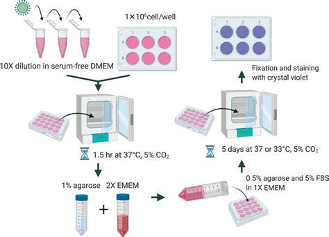 Plaque Titration Assay
