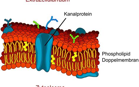 Plaques Cell Membrane