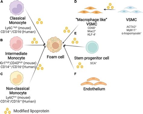 Plaques Foam Cell
