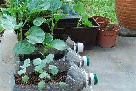 Turn plastic bottles into container gardens Starting a vegetable