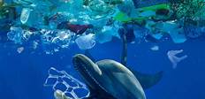 Plastic Pollution on Marine Life