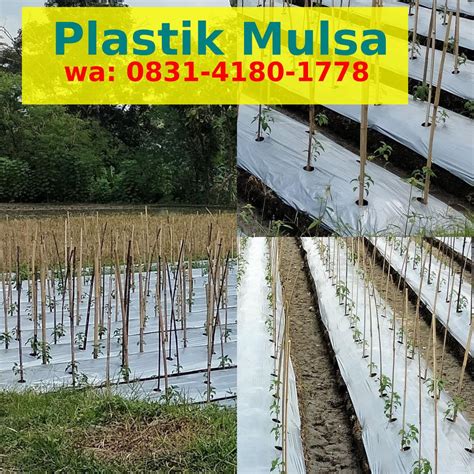 1 Kg Plastik Mulsa Berapa Meter 0896 3672 0820 (WA) pabrik Plastik