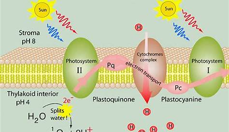 Plastocyanine Photosynthese Schematic Representation Of Photosynthetic Electron