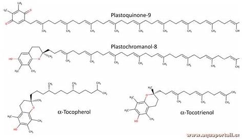 The structures of plastoquinone A and its reduced form