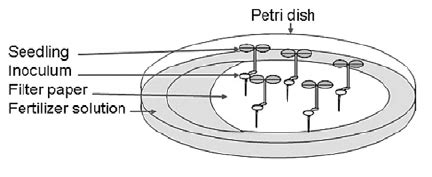 Plate Germination Method