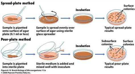 Plate Method Microbiology