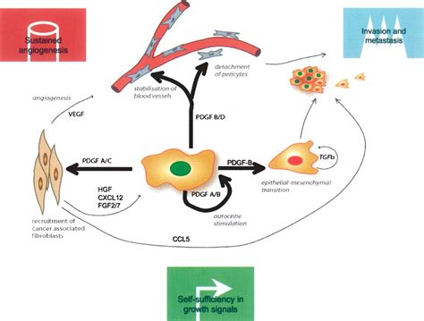 platelet derived growth factor function