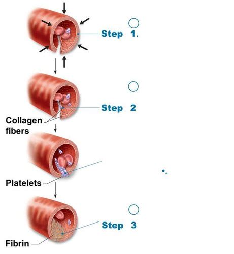 Platelets Function Quizlet