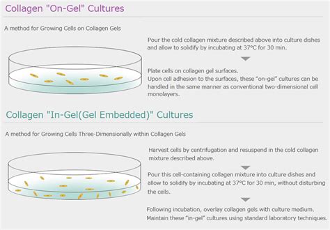 Plates Coating Collagen