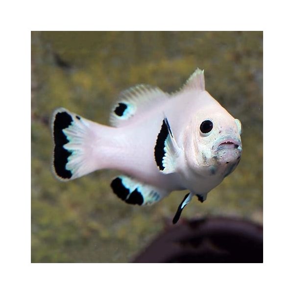 platinum clown fish