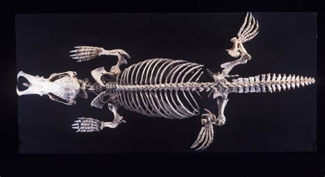 Platypus Skeleton