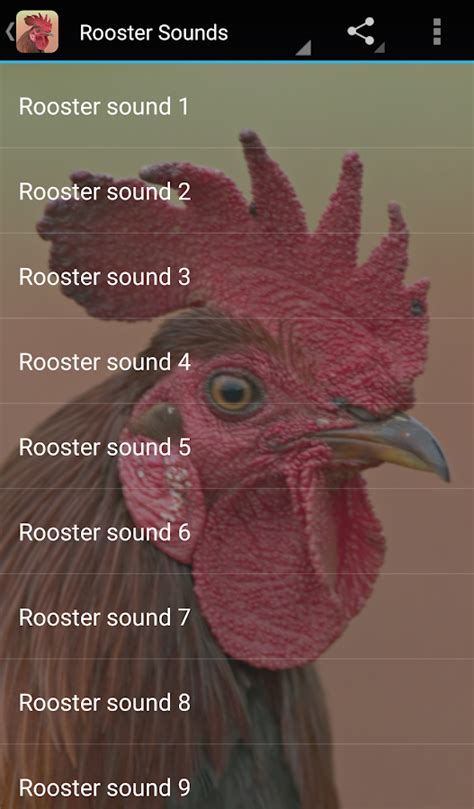 play rooster sounds