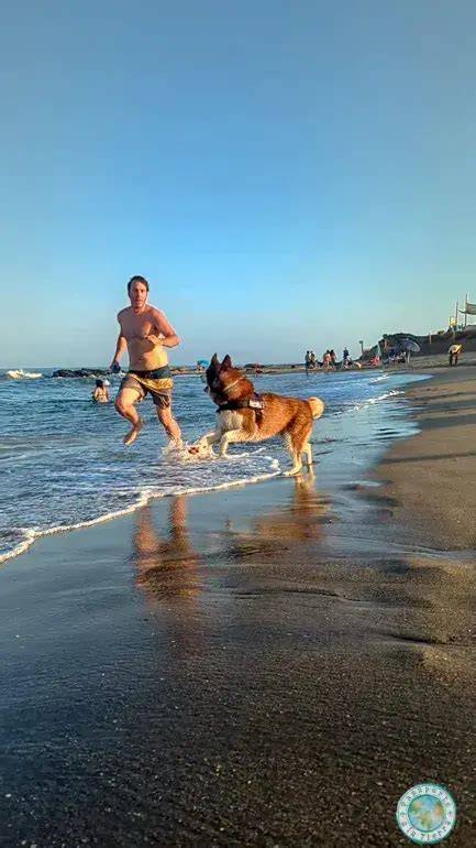 Playas que permiten perros este verano en Asturias Buena Vibra