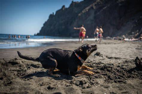 Mataró tendrá playa para perros este verano
