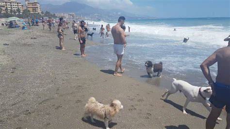 Fuengirola playa de perros YouTube