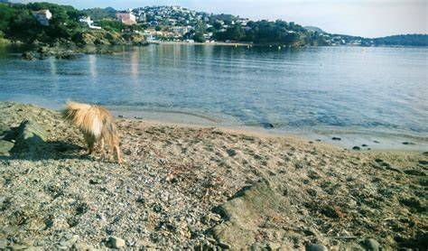 Playa para perros Las Barcas, Girona