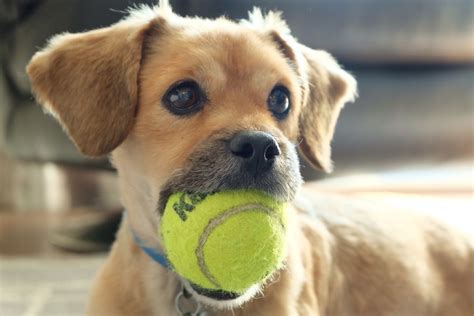 playing ball with a dog inside