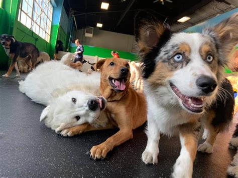 playtime doggy daycare