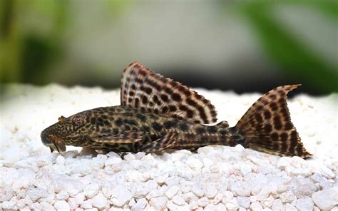 Plecos