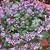 plectranthus mona lavender australia