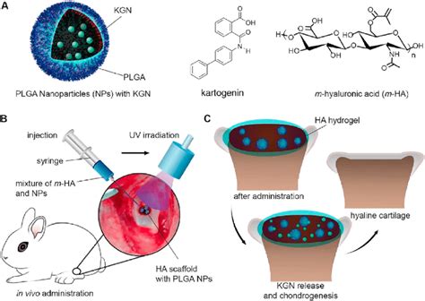 plga nanoparticles fda approved