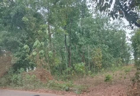 Plot For Sale In Pazhamthottam