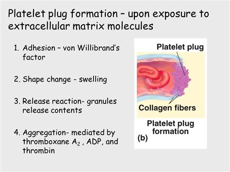 Plug Forming Definition