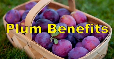 plum benefits for employees