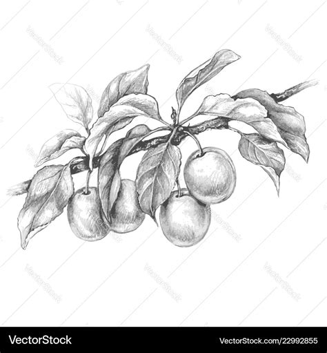 Plum Branch Drawing