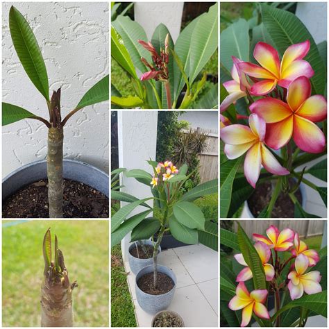 How to Successfully Grow Plumeria Cuttings: Tips and Tricks