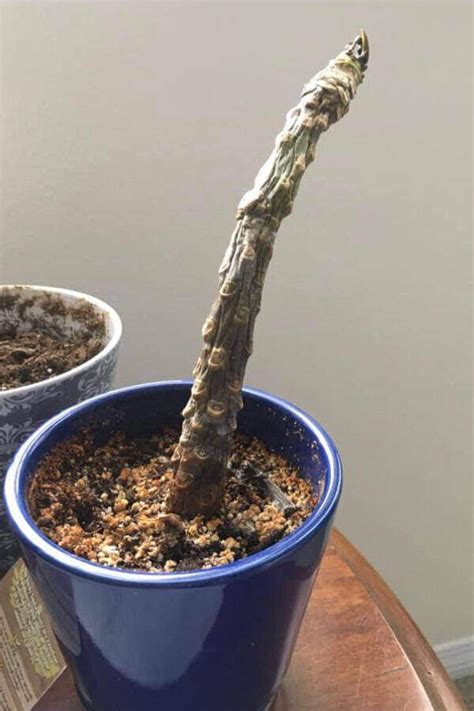 plumeria cuttings root rot