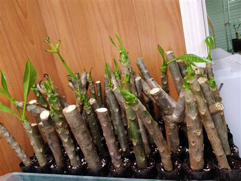 plumeria cuttings stunted growth