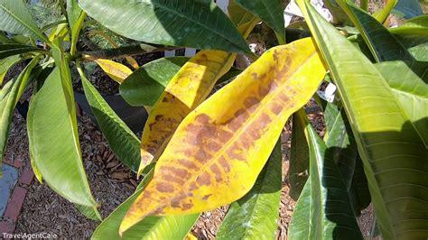 plumeria cuttings yellowing leaves