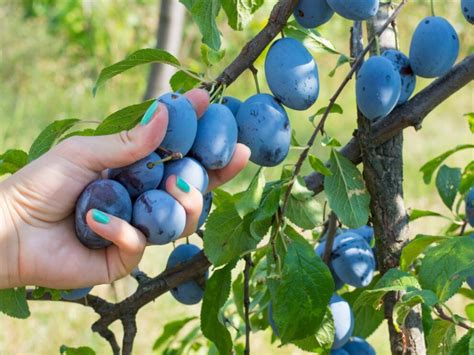 Plums Fast Growing