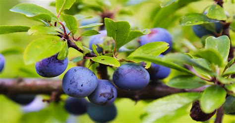 Plums Urban Dictionary