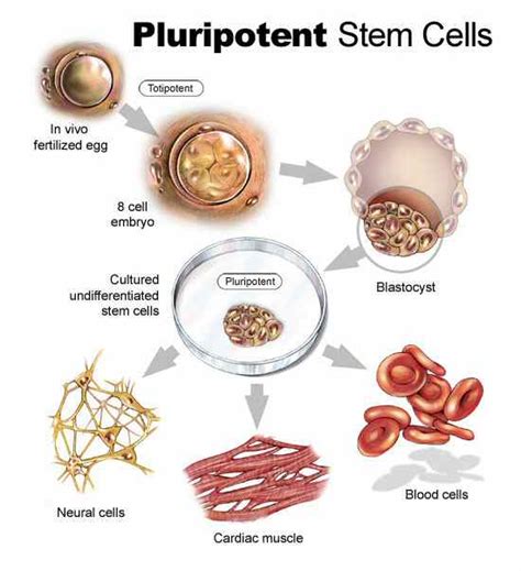 pluripotent stem cells def